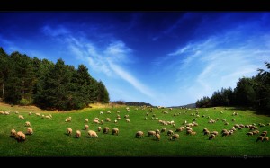 sheep-land