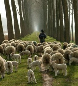SheepFollowingShepherd