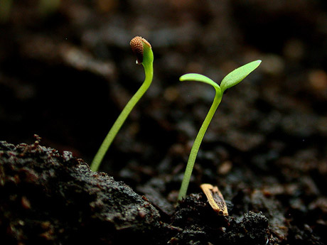 sprouts